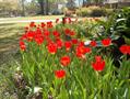 Didier's tulip - Garden tulip